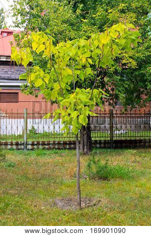 Cigar tree (Catalpa bignonioides) in the city park