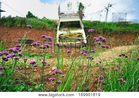 Flower in front of the cultivate car on Doi Monjam Chiangmai, Thailand