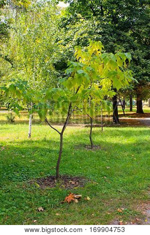 Cigar tree (Catalpa bignonioides) in the city park