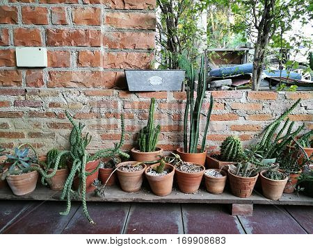 Cactus garage garden at home with blur boken background home and office gardening weekend hobby