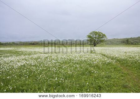 Delicate flowers in the protected valley. Carpathians
