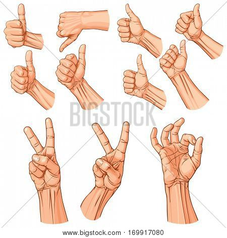 Set of eleven hands with thumb finger up, OK and victory gestures. Vector illustration (EPS v.8.0)