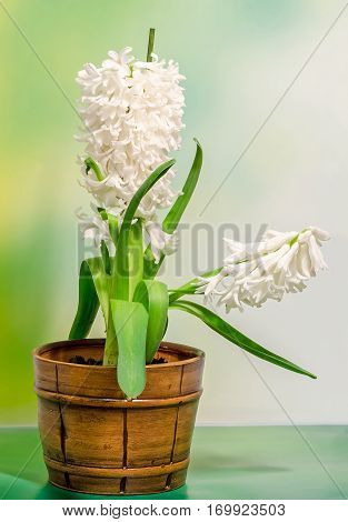 White Hyacinthus Orientalis Flower (common Hyacinth, Garden Hyacinth Or Dutch Hyacinth) In A Brown R