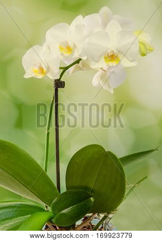 White Branch Orchid  Flowers With Green Leaves, Orchidaceae, Phalaenopsis Known As The Moth Orchid,