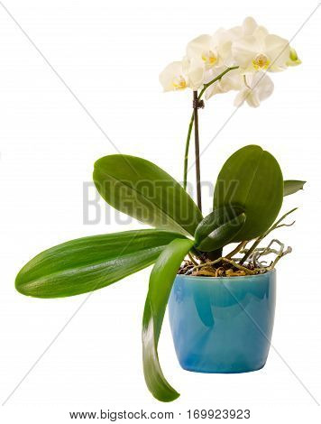 White Branch Orchid  Flowers In Blue Flowerpot, Orchidaceae, Phalaenopsis Known As The Moth Orchid,