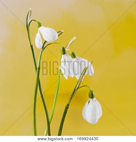 White Galanthus Flowers, Bouquet, Floral Arrangement (snowdrop, Milk Flower), In Romanian Know As 