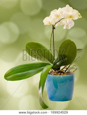 White Branch Orchid  Flowers In Blue Flowerpot, Orchidaceae, Phalaenopsis Known As The Moth Orchid,