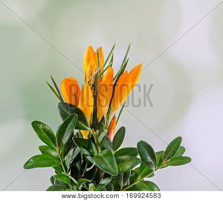 Orange Crocus Heuffelianus Flowers, Floral Arrangement, Bouquet, Close Up.