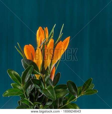 Orange Crocus Heuffelianus Flowers, Floral Arrangement, Bouquet, Close Up.