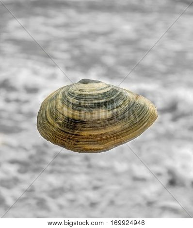Colored Sea Shell Over Sea Background, Close Up, Macro.