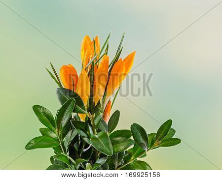 Orange Crocus Heuffelianus Flowers, Floral Arrangement, Bouquet, Close Up.