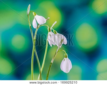 White Galanthus Flowers, Bouquet, Floral Arrangement (snowdrop, Milk Flower), In Romanian Know As 