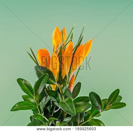 Orange Crocus Heuffelianus Flowers, Floral Arrangement, Bouquet, Close Up.