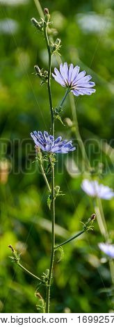Cichorium Intybus Blue Flower, Close Up, In Romania Known As 