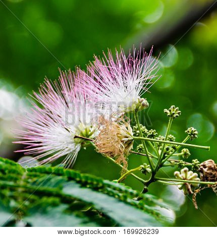 Albizia Julibrissin Tree Flower, Persian Silk Tree, Pink Silk Tree, Close Up