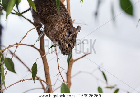 rodent sitting on tree, wild nature background