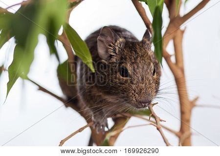 rodent sitting on tree, wild nature background