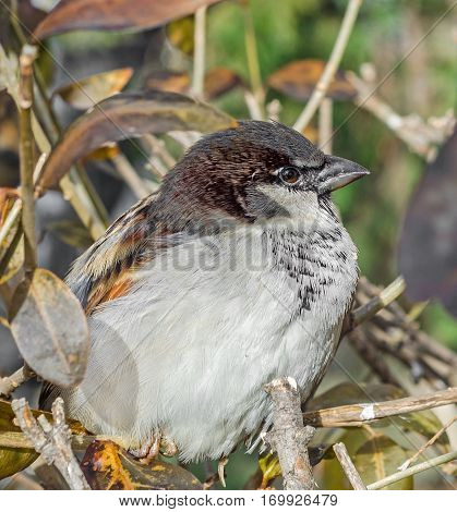 House Sparrow (passer Domesticus) On A Tree Branch. A Bird Of The Sparrow Family Passeridae. In Roma