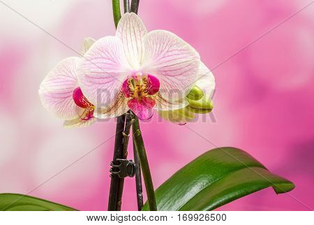 Pink Branch Orchid  Flowers With Green Leaves, Orchidaceae, Phalaenopsis Known As The Moth Orchid, A