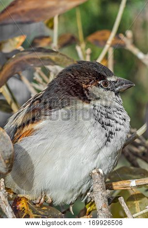 House Sparrow (passer Domesticus) On A Tree Branch. A Bird Of The Sparrow Family Passeridae. In Roma