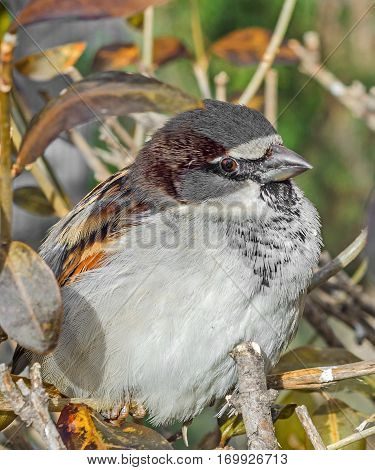 House Sparrow (passer Domesticus) On A Tree Branch. A Bird Of The Sparrow Family Passeridae. In Roma