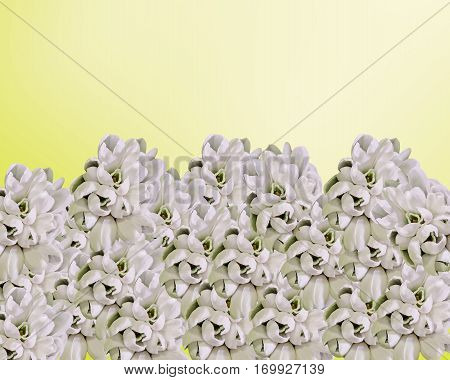 White Galanthus Flowers, Bouquet, Floral Arrangement (snowdrop, Milk Flower), In Romanian Know As 