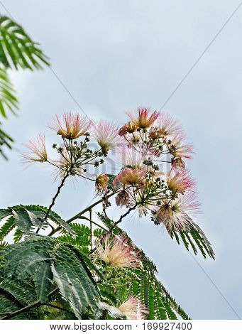 Albizia Julibrissin Tree Flower, Persian Silk Tree, Pink Silk Tree, Close Up