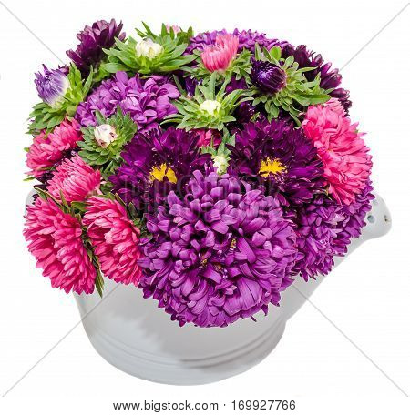Vivid Colored Callistephus Chinensis Flowers, Common Names Include China Aster And Annual Aster, In