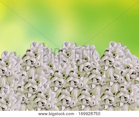 White Galanthus Flowers, Bouquet, Floral Arrangement (snowdrop, Milk Flower), In Romanian Know As 