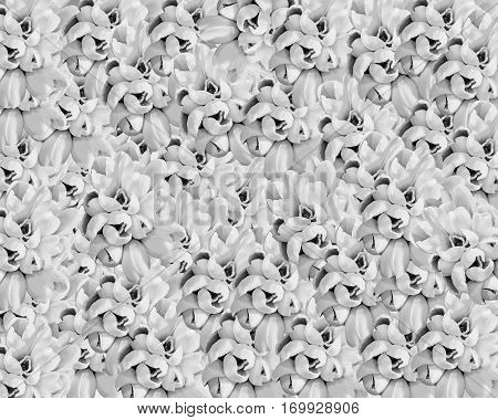 White Galanthus Flowers, Bouquet, Floral Arrangement (snowdrop, Milk Flower), In Romanian Know As 