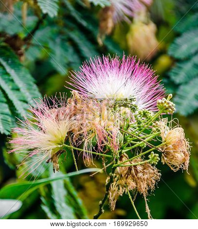Albizia Julibrissin Tree Flower, Persian Silk Tree, Pink Silk Tree, Close Up
