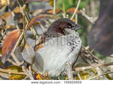 House sparrow (Passer domesticus) on a tree branch. A bird of the sparrow family Passeridae. In Romania known as "Vrabie" or "Vrabia de casa".