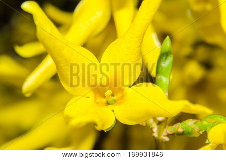 Yellow Forsythia Suspensa Flower, Close Up, Yellow Bokeh Floral Background