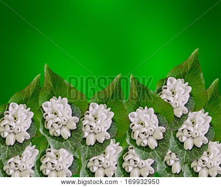White Galanthus Flowers, Bouquet, Floral Arrangement (snowdrop, Milk Flower), In Romanian Know As 