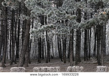 In the winter park on the northwest of Mount Mashuk