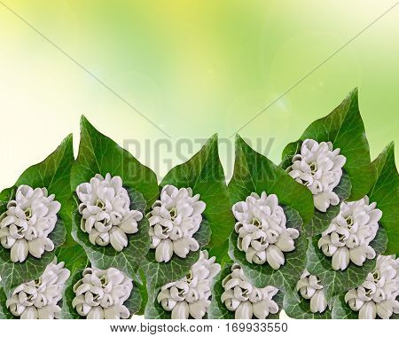 White Galanthus Flowers, Bouquet, Floral Arrangement (snowdrop, Milk Flower), In Romanian Know As 