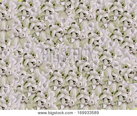 White Galanthus Flowers, Bouquet, Floral Arrangement (snowdrop, Milk Flower), In Romanian Know As 