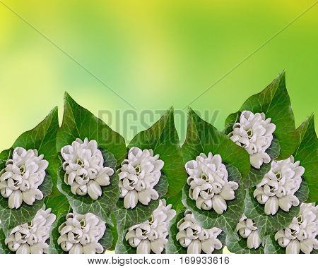 White Galanthus Flowers, Bouquet, Floral Arrangement (snowdrop, Milk Flower), In Romanian Know As 