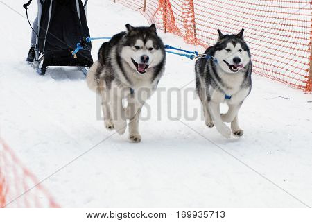Husky dog sled run in harness on snow. Sports sled dog race. Strong hardy Siberian dogs. Energetic Pets run and compete.