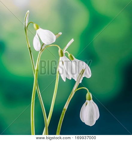 White Galanthus Flowers, Bouquet, Floral Arrangement (snowdrop, Milk Flower), In Romanian Know As 