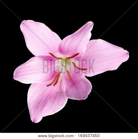 Pink-purple Zephyranthes Flower, Close Up, Isolated, White Background. Common Names For Species In T