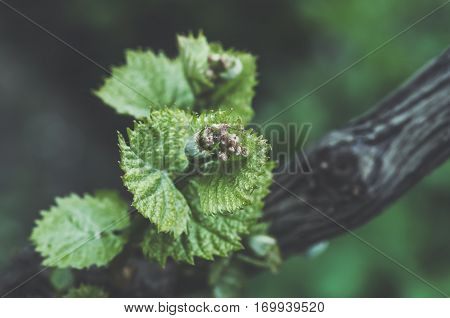 Young green tender shoots and leaves of grapes on the vine in the spring blue tone
