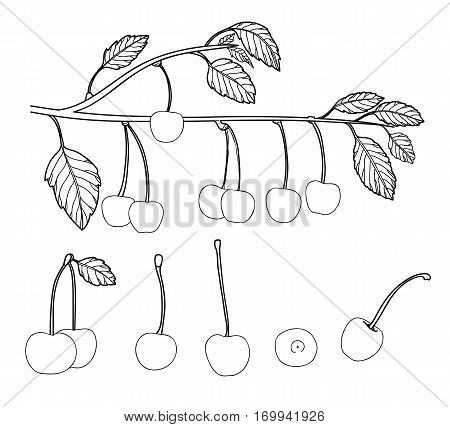 cherry vector set line art illustration, berry, delicious, sweet, organic,