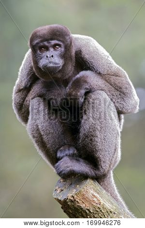 A Woolly monkey is sitting in a tree