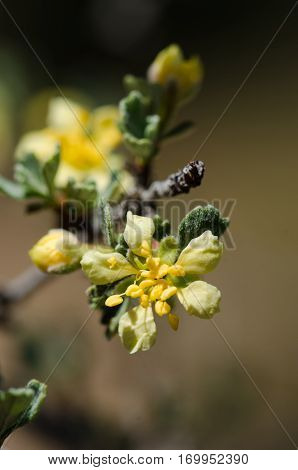 Closeup of a purshia tridentata flower bud