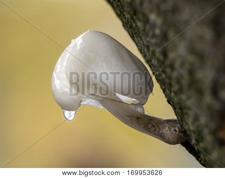 Porcelain mushroom with a autumn colored background and waterdrop