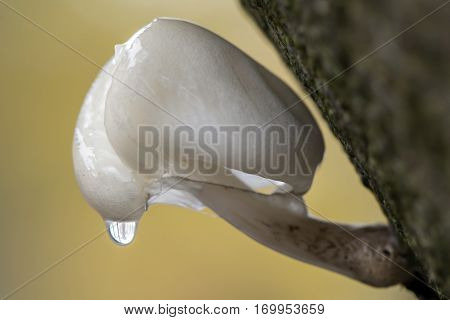 Porcelain mushroom with a autumn colored background and waterdrop