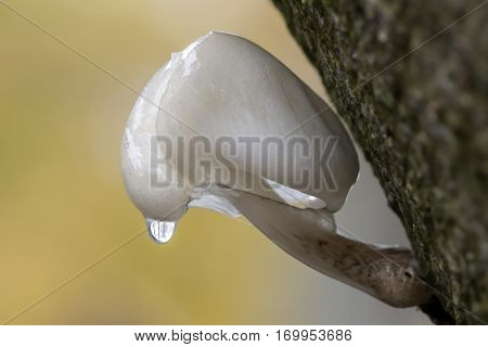Porcelain mushroom with a autumn colored background and waterdrop