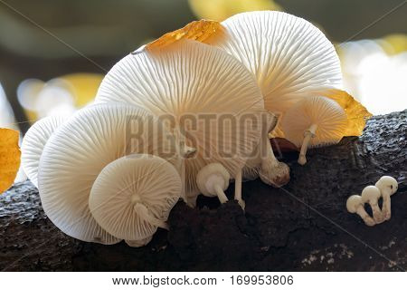 Porcelain Mushroom high above the ground in a tree