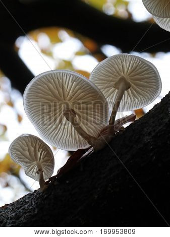 Porcelain Mushroom in a tree high above the ground